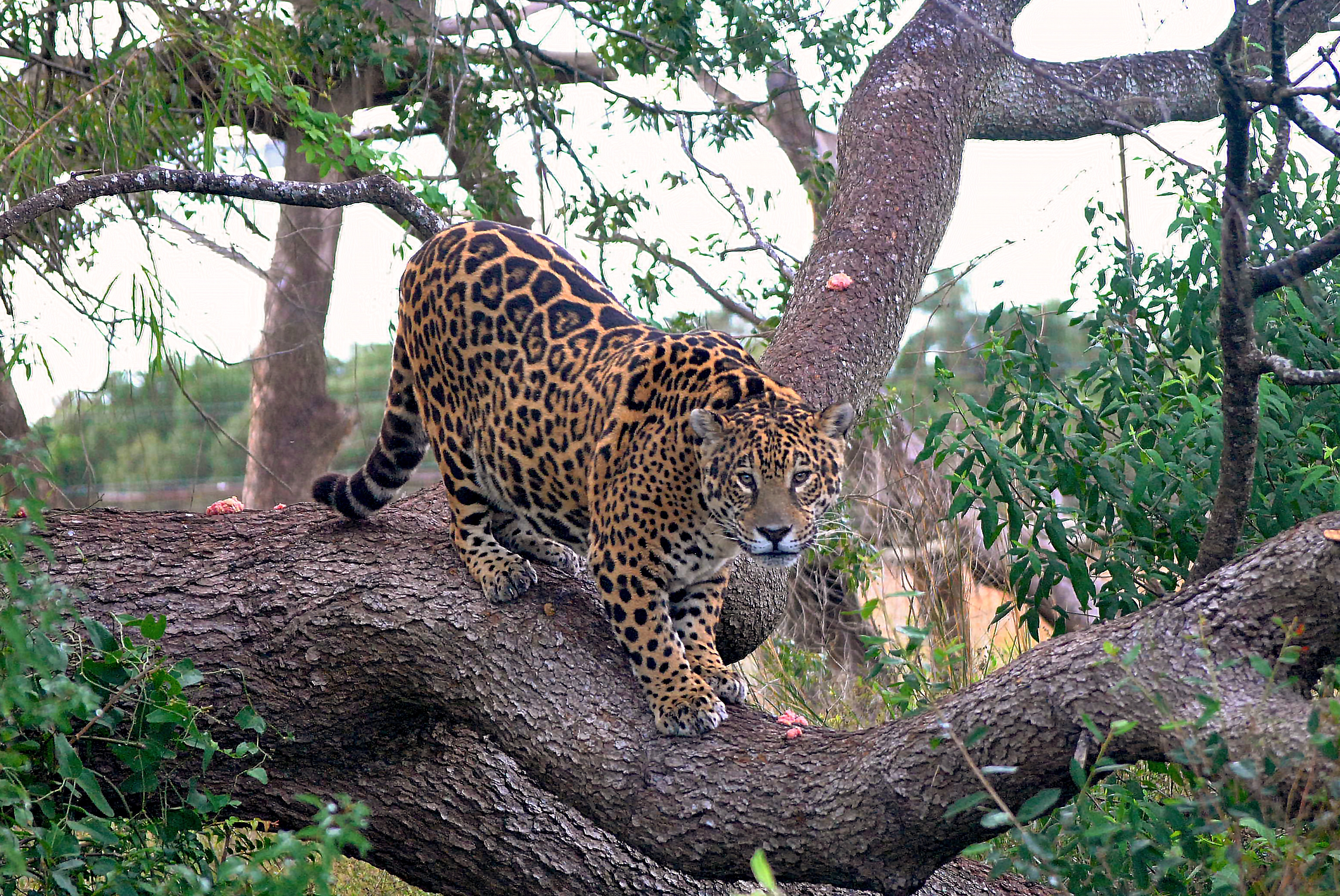 Falleció la hembra de yaguareté emblema de la reintroducción de la especie
